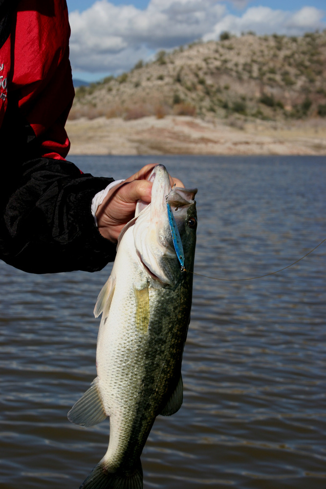 GIANT White Bass While BANKFISHING!! (Lake Pleasant, AZ) 