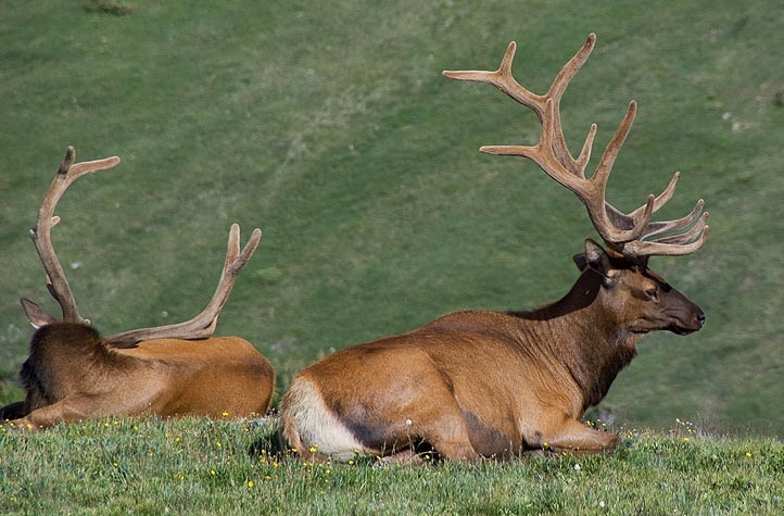 all-in-a-gamble-between-a-big-elk-and-potentially-dangerous-conditions