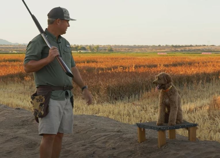 AZGFD's Countdown To Dove Season Continues Western Outdoor Times