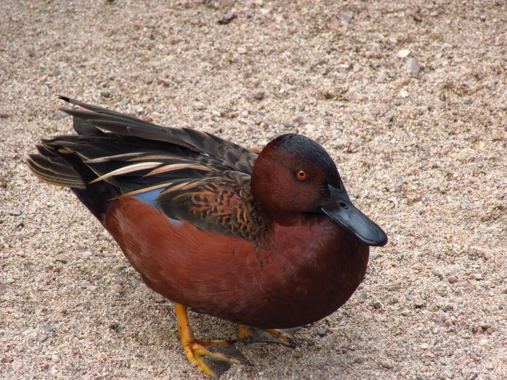 Arizona s Waterfowl Season Western Outdoor Times